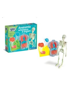 ANATOMIA SCHELETRO E ORGANI 19414