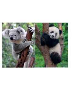 PUZZLE 2X500 PZ PANDA E KOALA 12000241