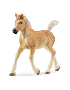 PULEDRO HAFLINGER 13951