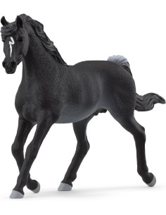 STALLONE ARABO 13981