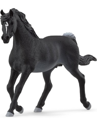 STALLONE ARABO 13981