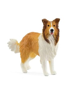 COLLIE 13998