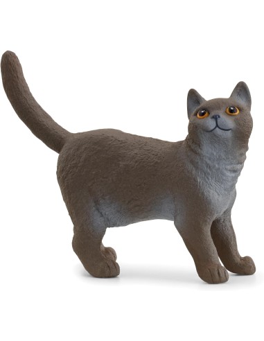 GATTO BRITISH SHORTHAIR 13973