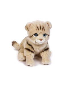 GATTINO SCOTTISH KITTY 631903